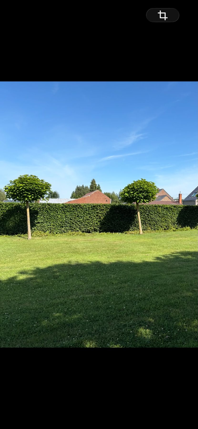 Jardin avec haies taillées